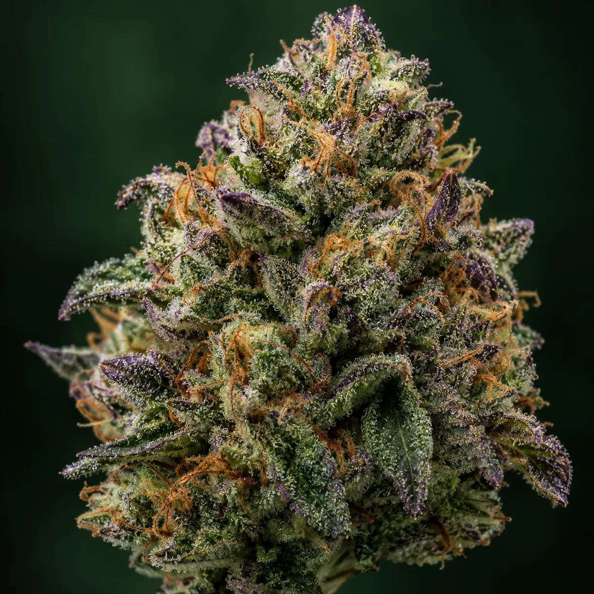 Close-up of a cannabis flower